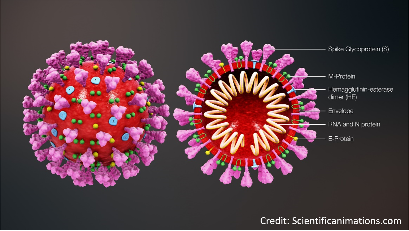 7 Fakta Tentang Virus